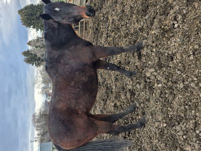 16H OTTB Bay gelding