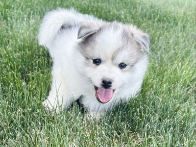 Pomsky Puppy