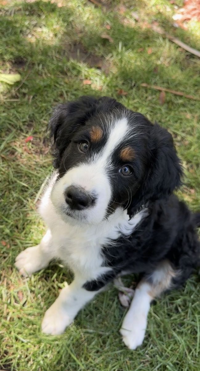 Mini Bernedoodle Tricolor puppy