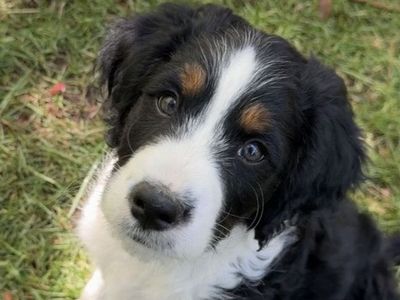 Mini Bernedoodle Tricolor puppy