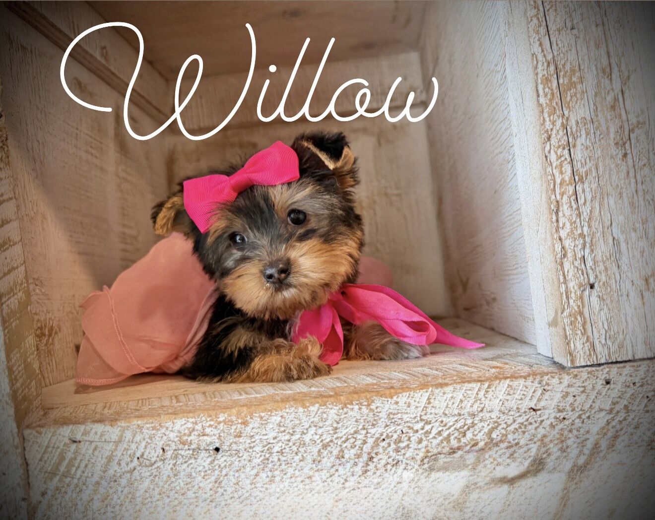 Adorable Yorkie puppies