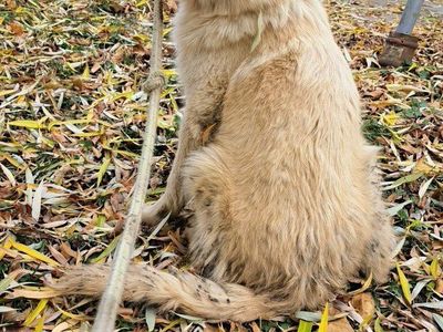 Blizz and Timberline Goberian males for adoption to Loving Exceptional Homes