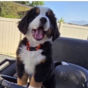 Bernese Mountain Dog Puppies ready July 9th
