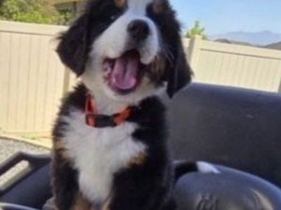 Bernese Mountain Dog Puppies ready July 9th