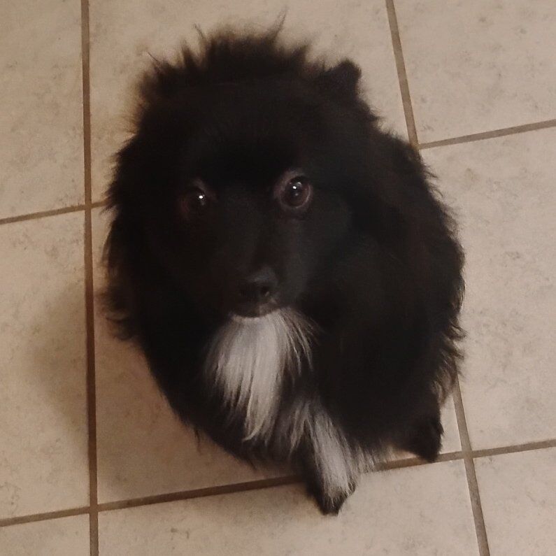 Pomeranian puppy re-home