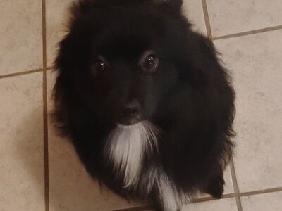 Pomeranian puppy re-home