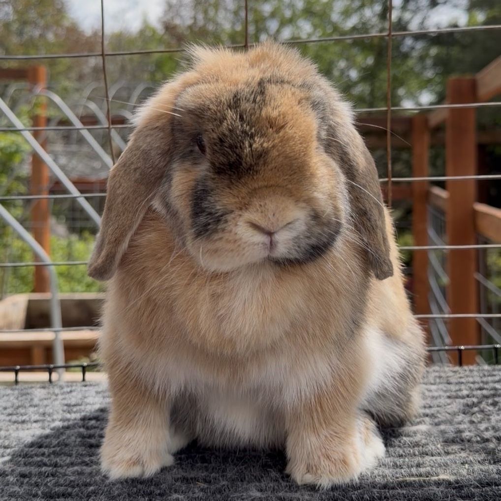 Holland Lop Doe