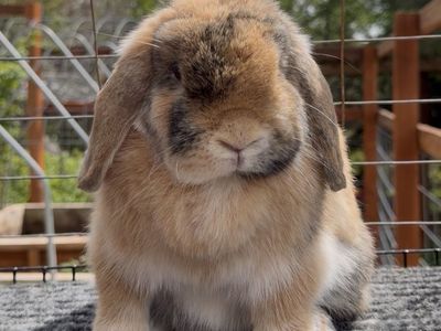 Holland Lop Doe