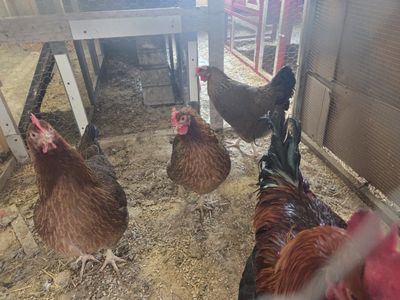 wellsummers rooster and 3 hens