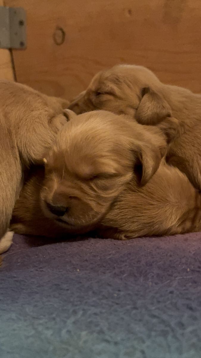 AKC Red Golden Retrievers