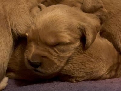 AKC Red Golden Retrievers