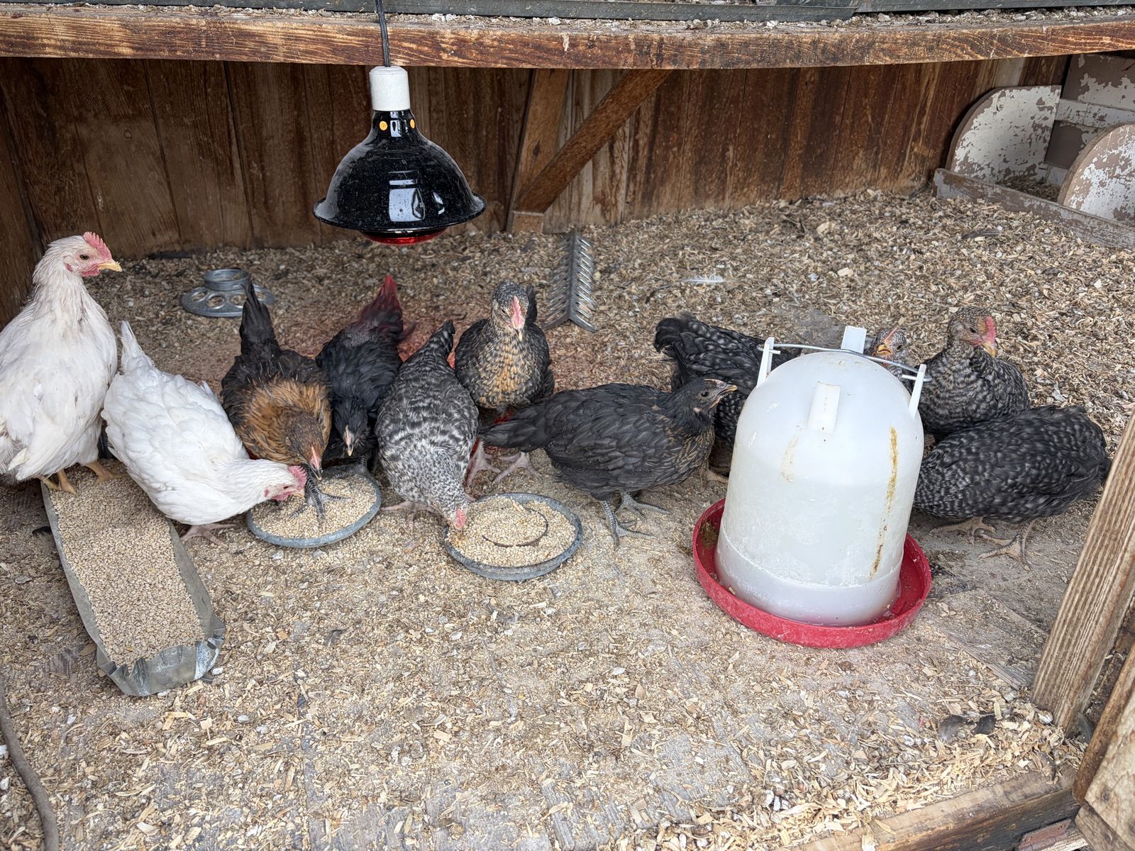 Straightrun 6 Week Old Chicks