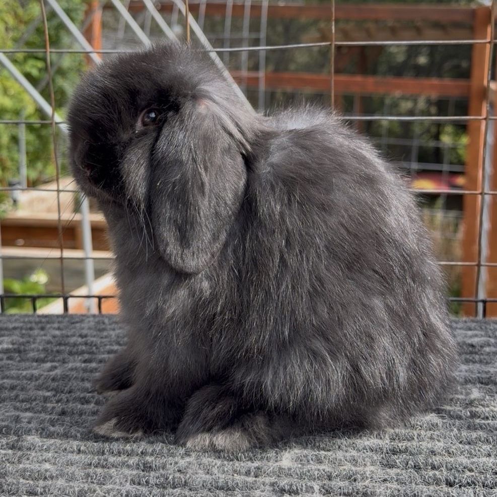 Holland Lop Buck