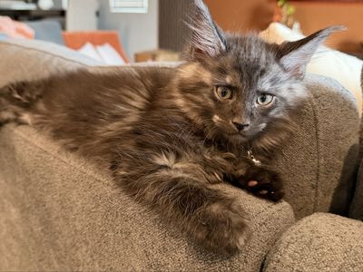 Meet Raven the Maine Coon Kitten