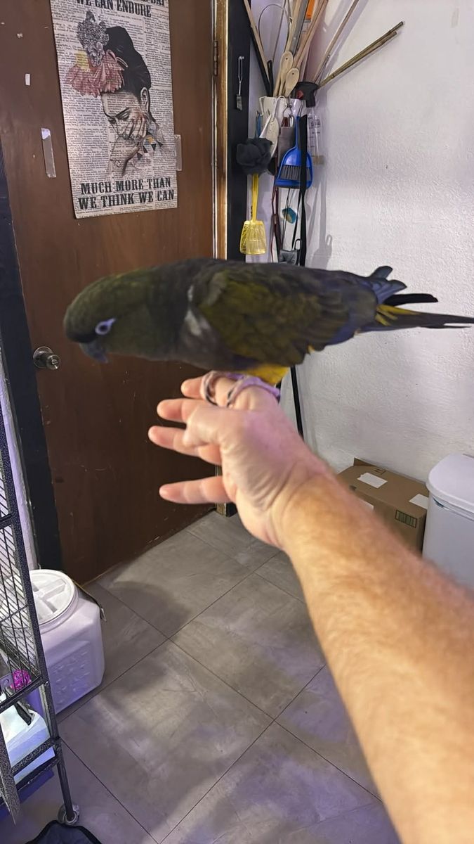 Male Patagonia Conure