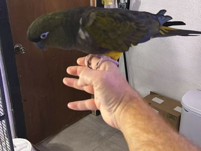 Male Patagonia Conure