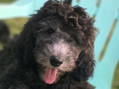 Golden Sheepadoodle Puppies - Fire Sale