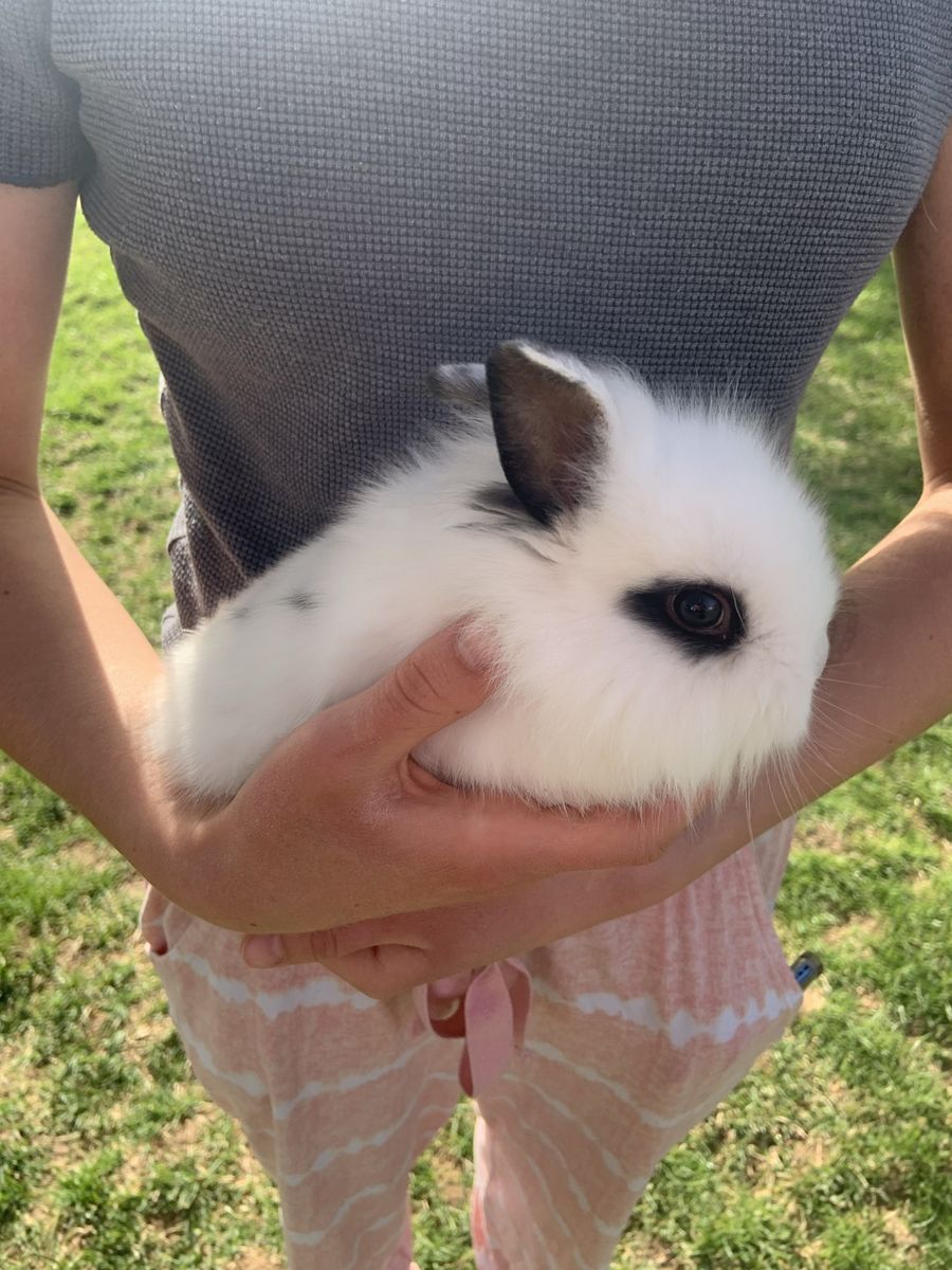 Adorable Dwarf LIonhead Baby Bunnies