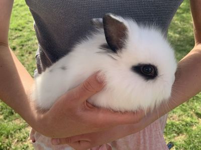 Adorable Dwarf LIonhead Baby Bunnies