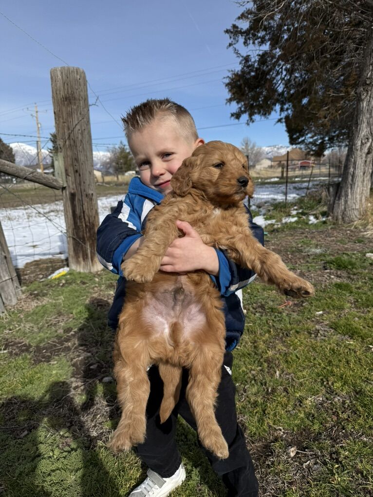 F1 Mini goldendoodle