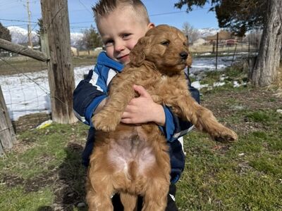 F1 Mini goldendoodle