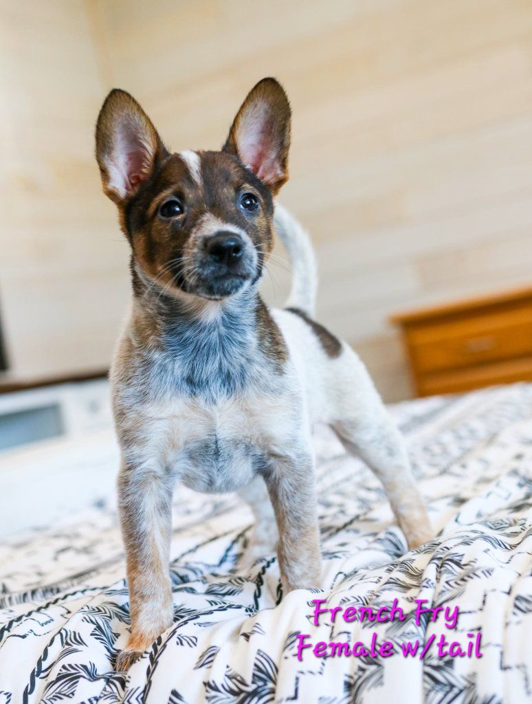 Heeler pups