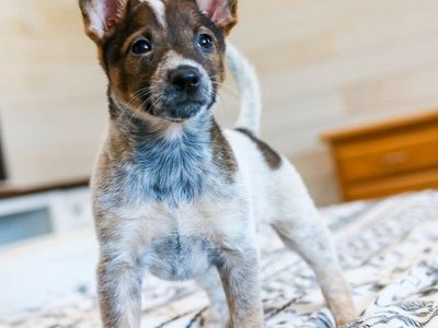 Heeler pups