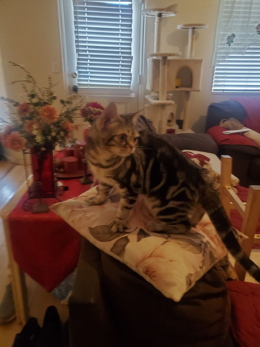 American Shorthair and Devon rex cats