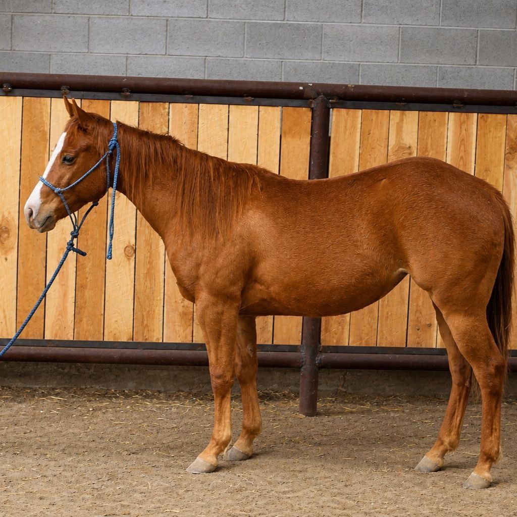 AQHA 2 year old filly