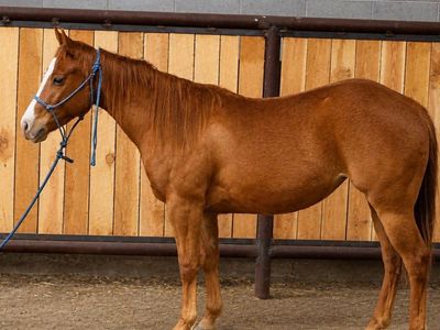 AQHA 2 year old filly
