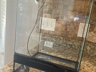 Crested gecko with tank