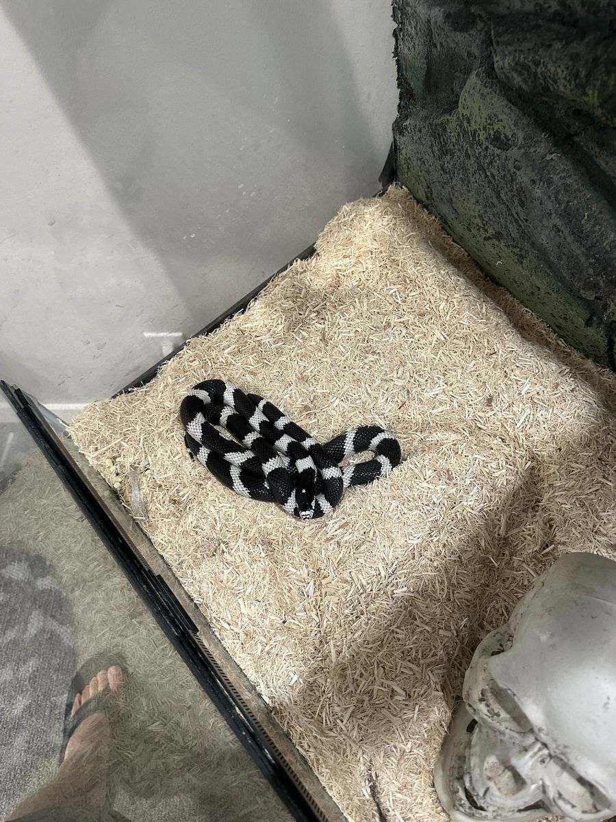 King snake and full tank