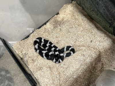 King snake and full tank