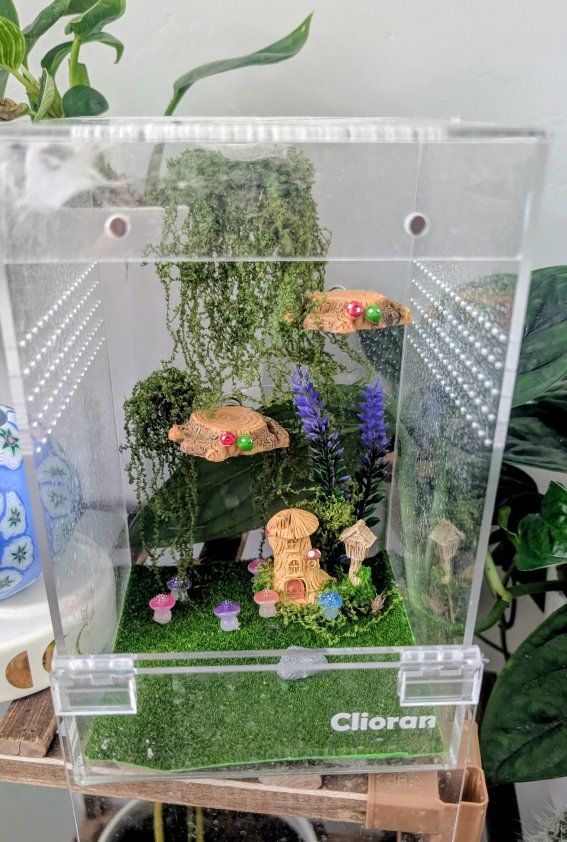 Juvenile MALE bold jumping spider, ENCLOSURE & accessories