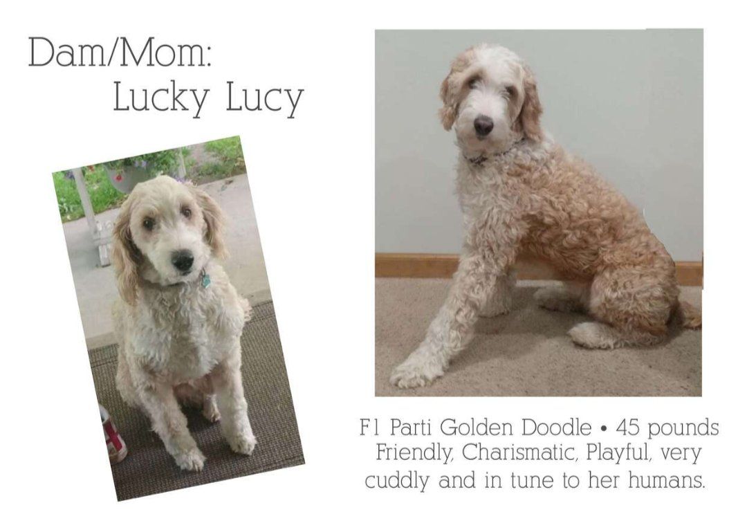 Mini GoldenDoodle Puppies