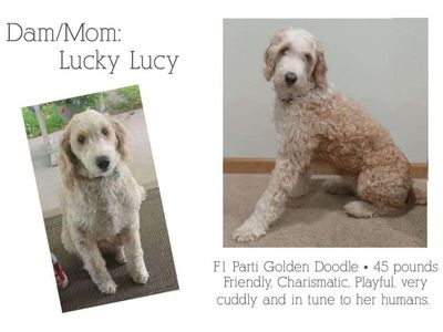 Mini GoldenDoodle Puppies