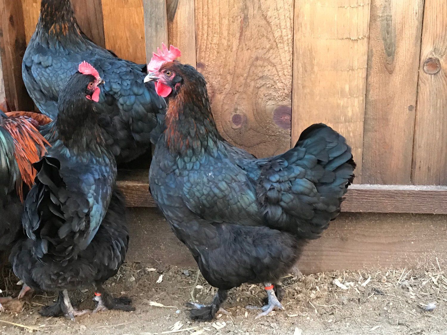 Back Copper Marans chicks, unsexed