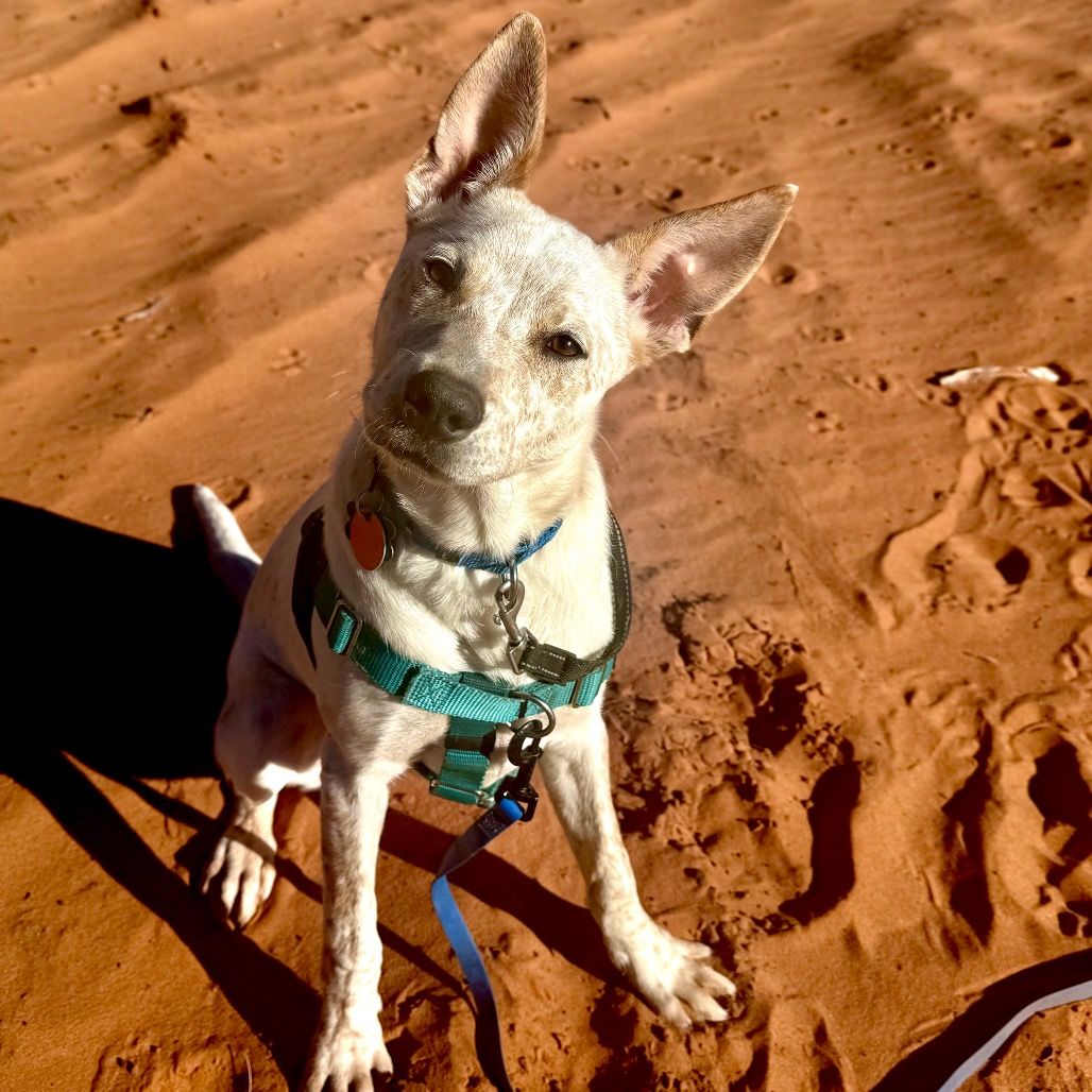 Hello my name is Sequin