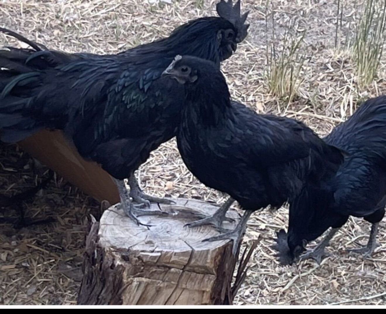 Escaped Chickens In Riverdale