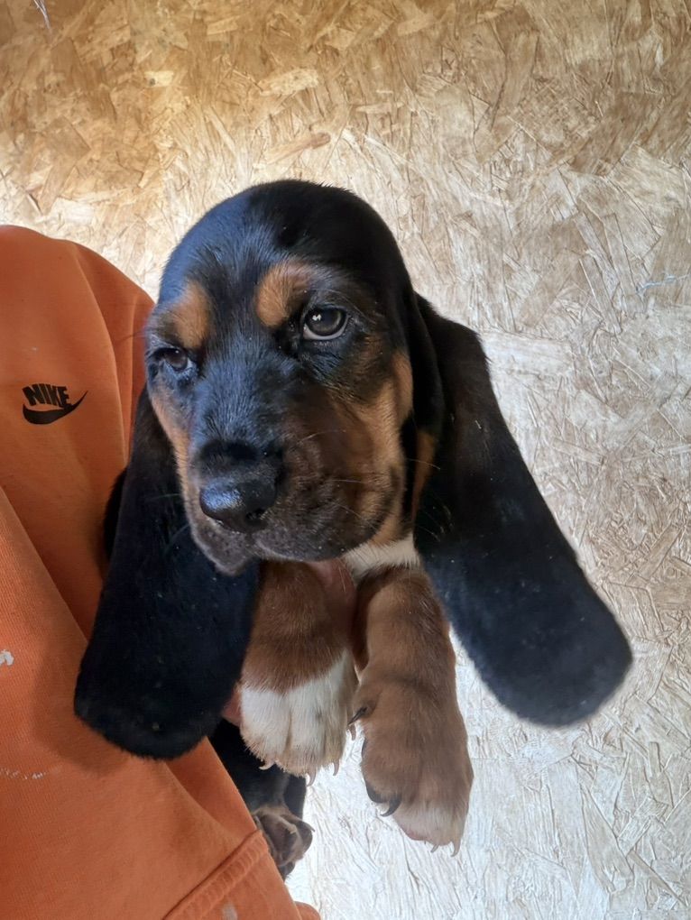 AKC Basset Hound Puppies