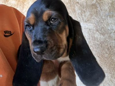 AKC Basset Hound Puppies