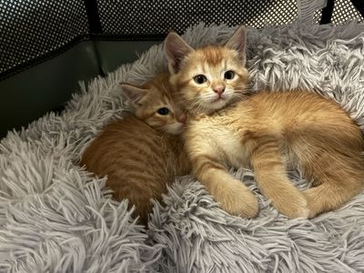 8 Week Old Orange Kittens – both Females 🧡