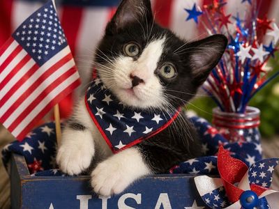 Astra - Domestic Short Hair Kitten - Available for Adoption