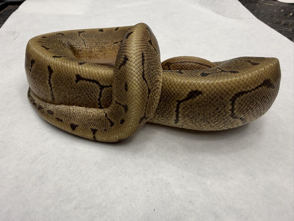 Woma Pinstripe DH VPI Clown 50% Het Hypo