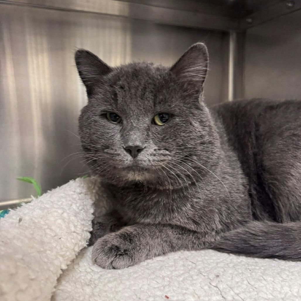 Hello my name is Roman