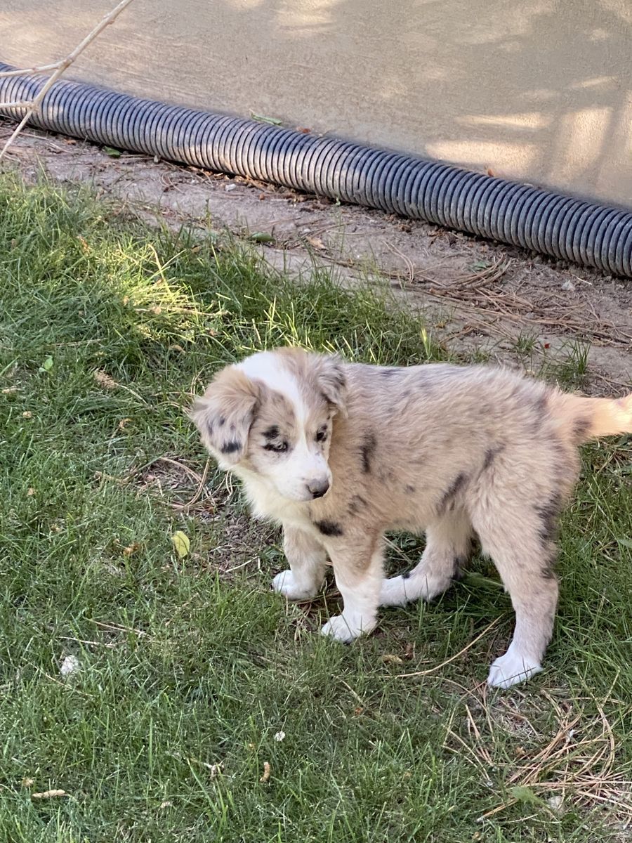 Border Collie Aussie cross puppies