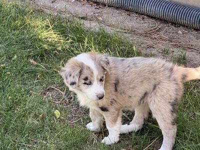 Border Collie Aussie cross puppies