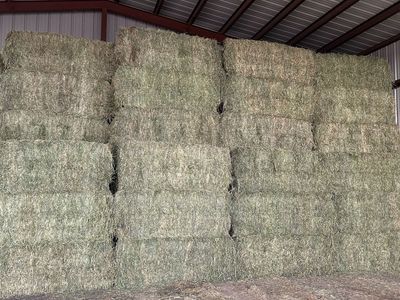 3x3 Alfalfa Horse Hay