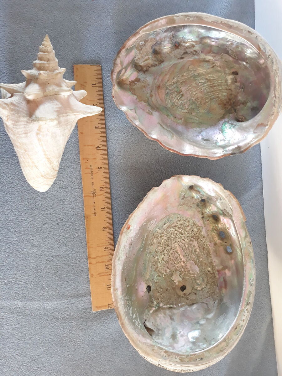 Nice lot of two Abalone shells plus another shell
