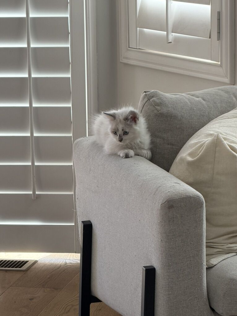 white Siamese Pursian Mix